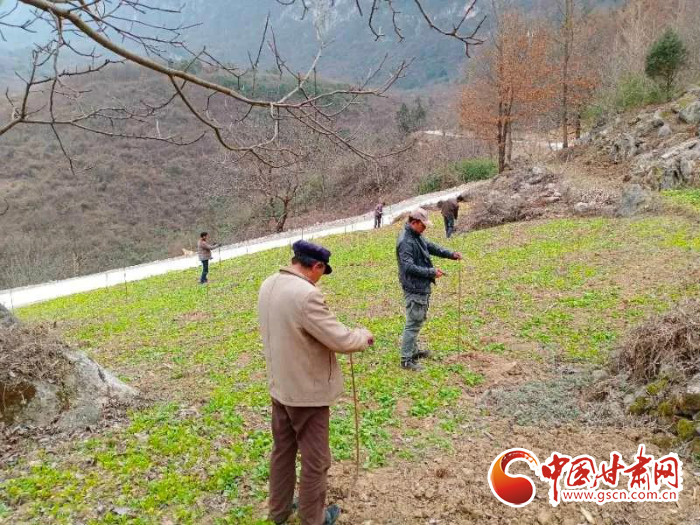 【甘肅全民戰(zhàn)“疫”】戰(zhàn)“疫”中，隴南稻坪的春天