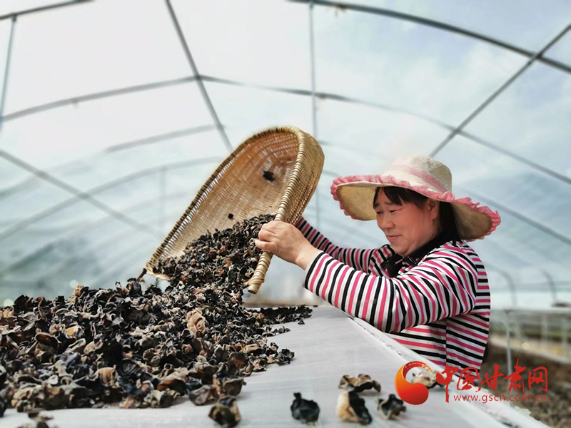 康縣：木耳菌袋結(jié)出脫貧致富的“幸?；ā?>
        </a><em>康縣：木耳菌袋結(jié)出脫貧致富的“幸?；ā?/em></li>
    <li><a  target=