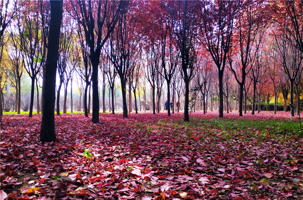 【“醉”美深秋 】深秋，請到蘭州這片紅葉林里走走