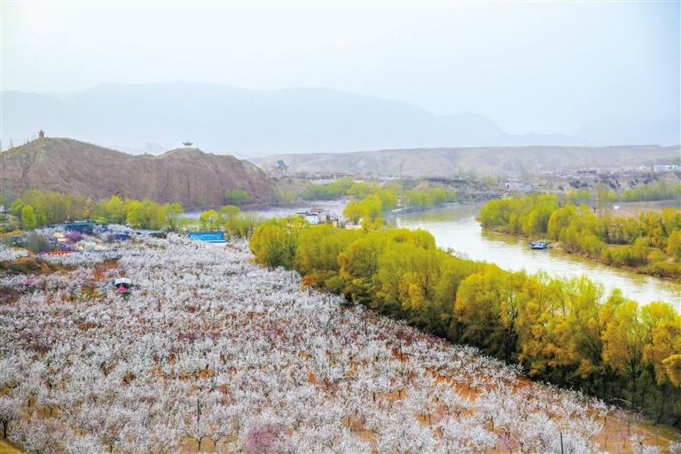 甘肅旅游丨唐汪杏花開 楚楚等君來(lái) 在這里賞花看丹霞，美哉！