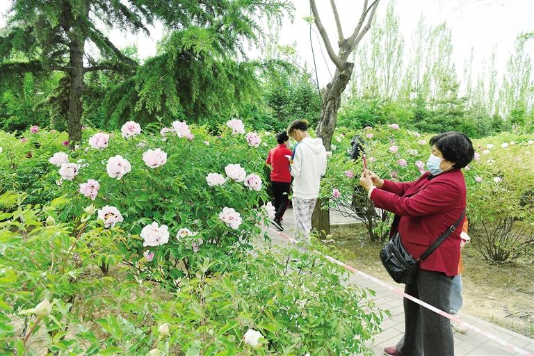 臨夏市北濱河路60里牡丹長廊里不同品種、顏色各異的牡丹花爭奇斗艷