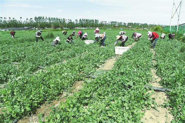 臨夏縣百益現(xiàn)代農(nóng)業(yè)公司種植的500多畝豌豆苗、甜豆等進入豐產(chǎn)期