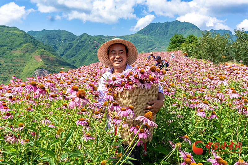 【小康圓夢·看甘肅】康縣平洛鎮(zhèn)：紫錐菊喜迎豐收 花農采摘笑開顏