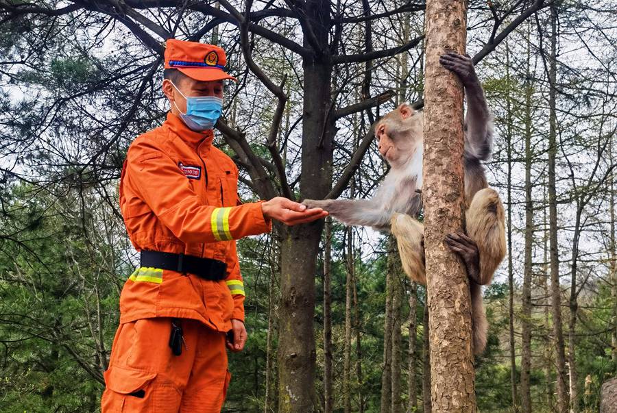 【甘快看】嗨！你好！甘肅隴南森林消防員巡護(hù)途中偶遇野生獼猴群
