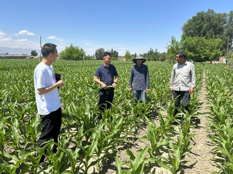臨澤縣蓼泉鎮(zhèn)紀委工作人員深入田間地頭，現(xiàn)場了解玉米制種長勢和產業(yè)發(fā)展情況。.jpg
