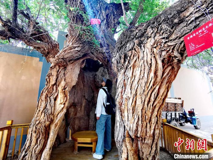 青海海東市阿河灘地質(zhì)文化村：古樹新枝、丹山碧水