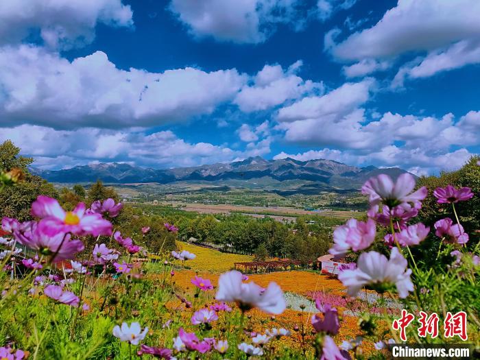 圖為盛夏時節(jié)的油嘴灣“花海”?！∈茉L者供圖