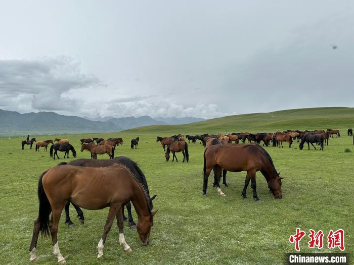 7月中旬，在山丹馬場草原上吃草的“山丹馬”?！〈魑牟?攝